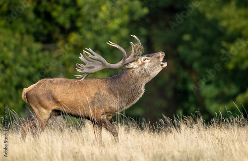 Konstfotografi Deer male buck ( Cervus elaphus ) during rut