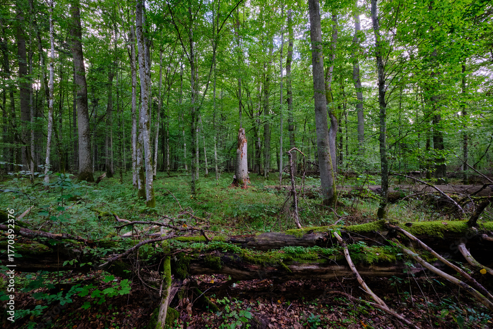 Obraz premium Dense mixed forest with lush understory and natural vegetation in summer light