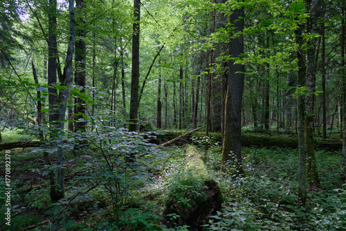 Springtime deciduous stand with old trees