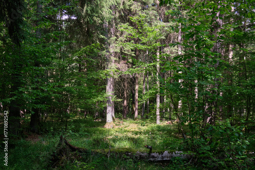 Dense mixed forest with lush understory and natural vegetation in summer light