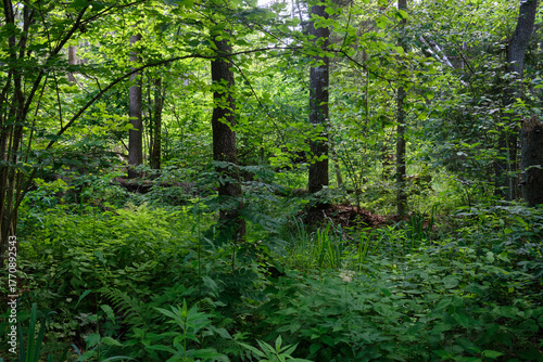 Dense mixed forest with lush understory and natural vegetation in summer light