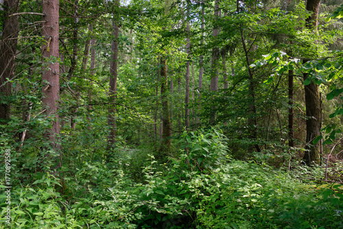 Dense mixed forest with lush understory and natural vegetation in summer light