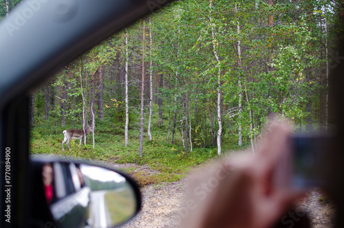 Reindeer Seen from Car in Lapland, Finland