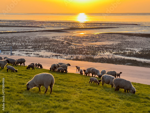 Eine ruhige Küstenweideszene bei Sonnenuntergang mit grasenden Schafen am Ufer, warmes Licht, das sich im Gras und im ruhigen Wasser spiegelt und Frieden und ländlichen Charme vermittelt.