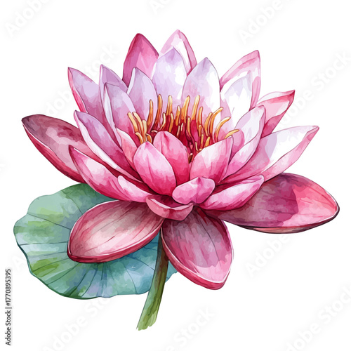 Water Lily Flower, watercolor drawing vector, isolated on a white background.
