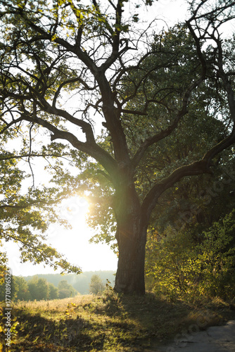 Fototapeta Naklejka Na Ścianę i Meble -  Duże drzewo w słońcu, fotografia natury
