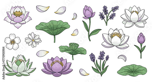 Collection of lotus flower and lavender illustrations