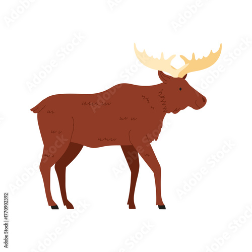 Brown moose with large antlers standing isolated on white background, perfect for Norway wildlife vector illustration