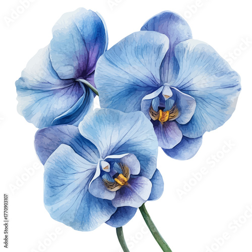 Orchid Flower, watercolor vector, isolated on a white background.