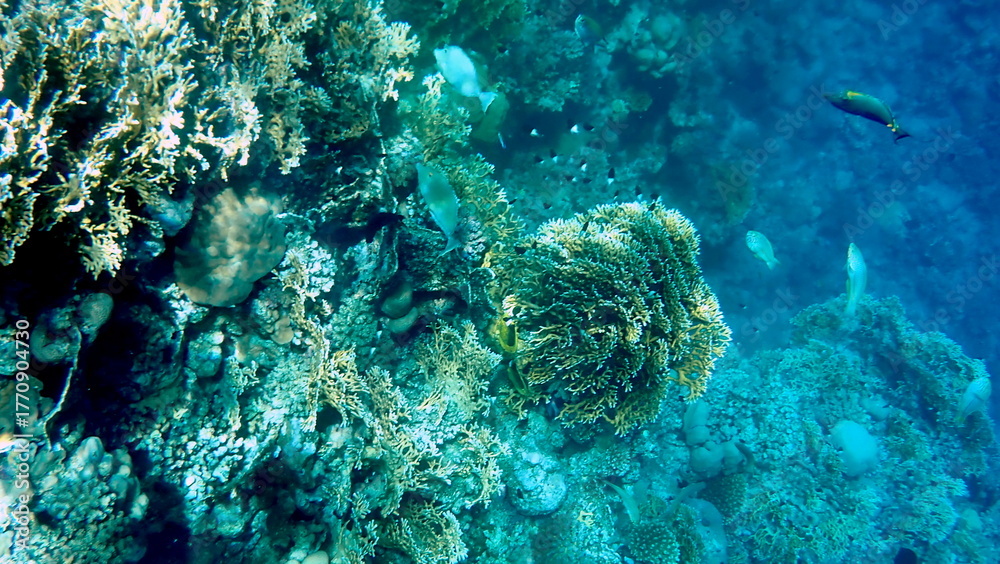 Fototapeta premium Vibrant shallow coral reef teeming with small fish