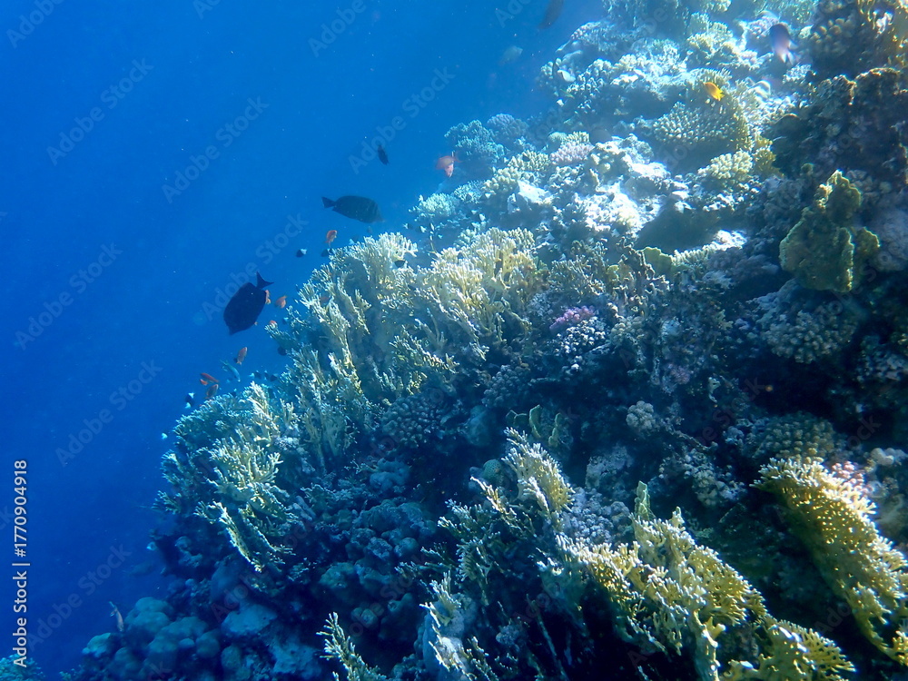 Fototapeta premium Vibrant shallow coral reef teeming with small fish