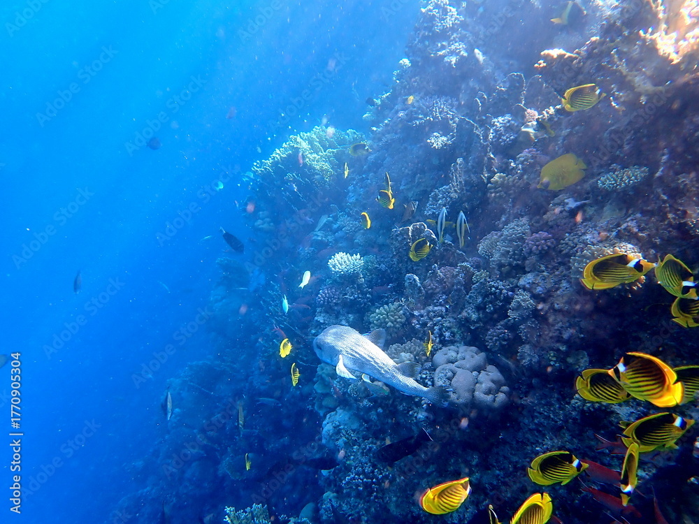 Fototapeta premium Spotted puffer fish swimming in the red sea