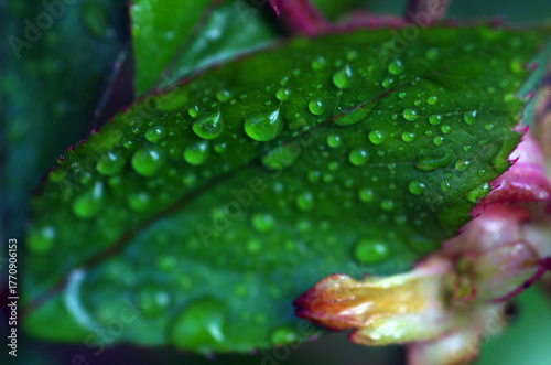 Drops of water on a green leaf