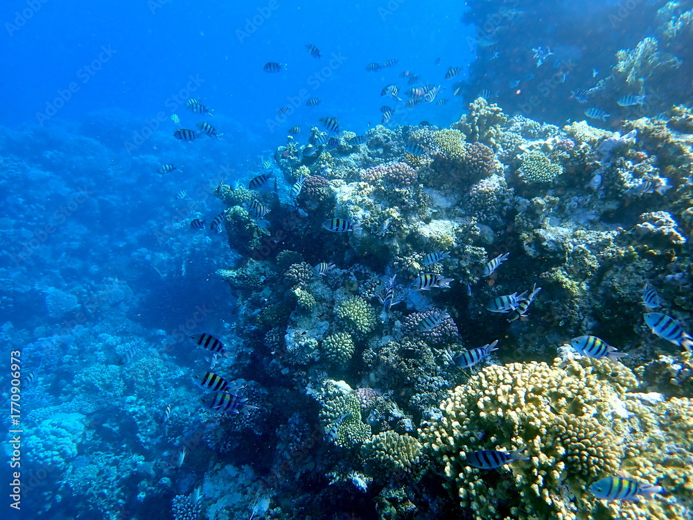 Fototapeta premium Yellow striped sergeant fish near branching coral