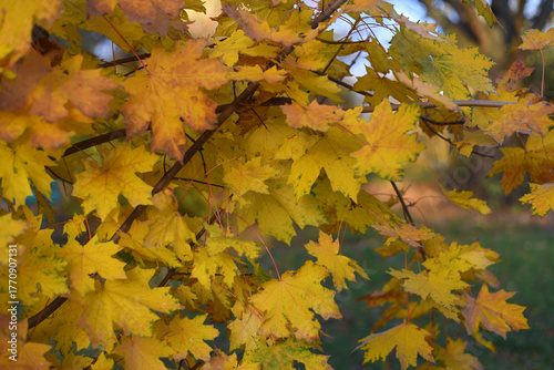 Yellow autumn leaves