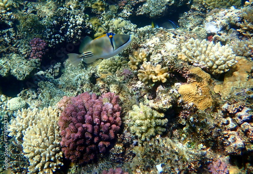 Abstract patterned triggerfish over colorful coral reef