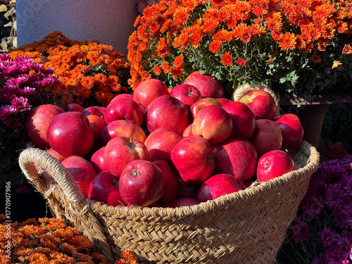 Basket with ripe apples and autumn garden mums flowers.
