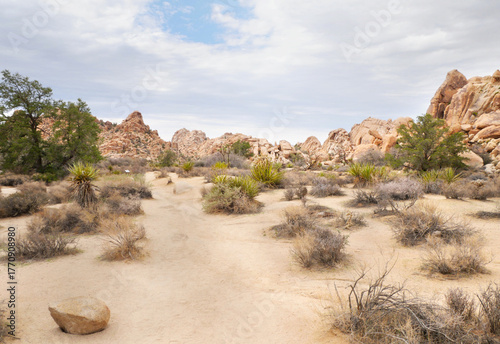 Joshua Tree National Park near Twentynine Palms during a summer season in California, USA