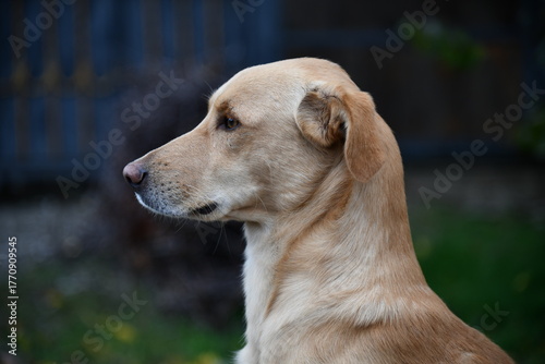 A cute brown dog is posing in front of the camera in one of the many colorful alley of Varanasi,