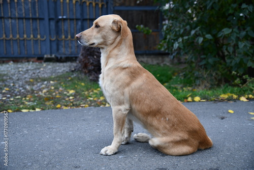 A cute brown dog is posing in front of the camera in one of the many colorful alley of Varanasi,