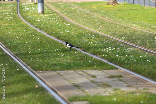 a crow looking for food on grass covered metro tracks