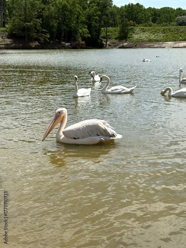 Avian wildlife in a riparian zone. A prominent pelican swims past a flock of swans on brownish water. An ecological scene highlighting different bird species in their natural environment.