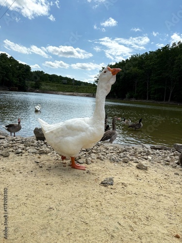 A majestic white domestic goose stands on a rocky beach by a lake on a sunny day. A low-angle shot captures the bird’s profile against the water, sky, and forest.