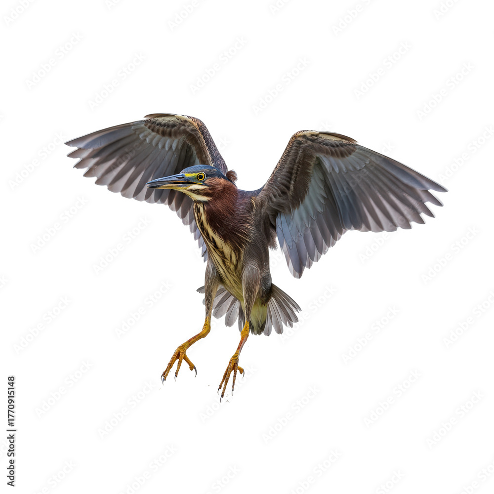 Obraz premium Green Heron in Mid-Air with Wings Extended