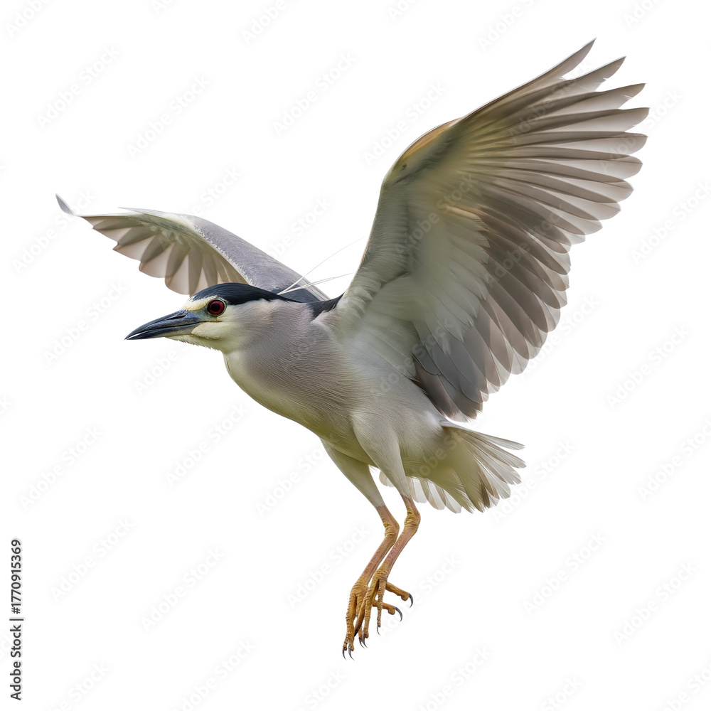 Fototapeta premium Black-crowned Night Heron in Flight, Isolated