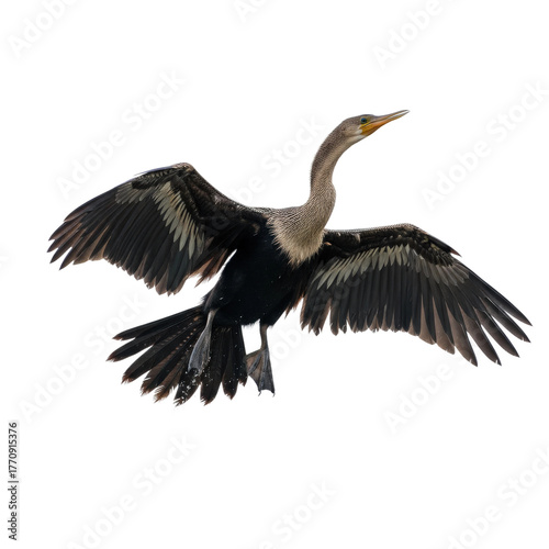 Anhinga Soaring Isolated on Transparent Background