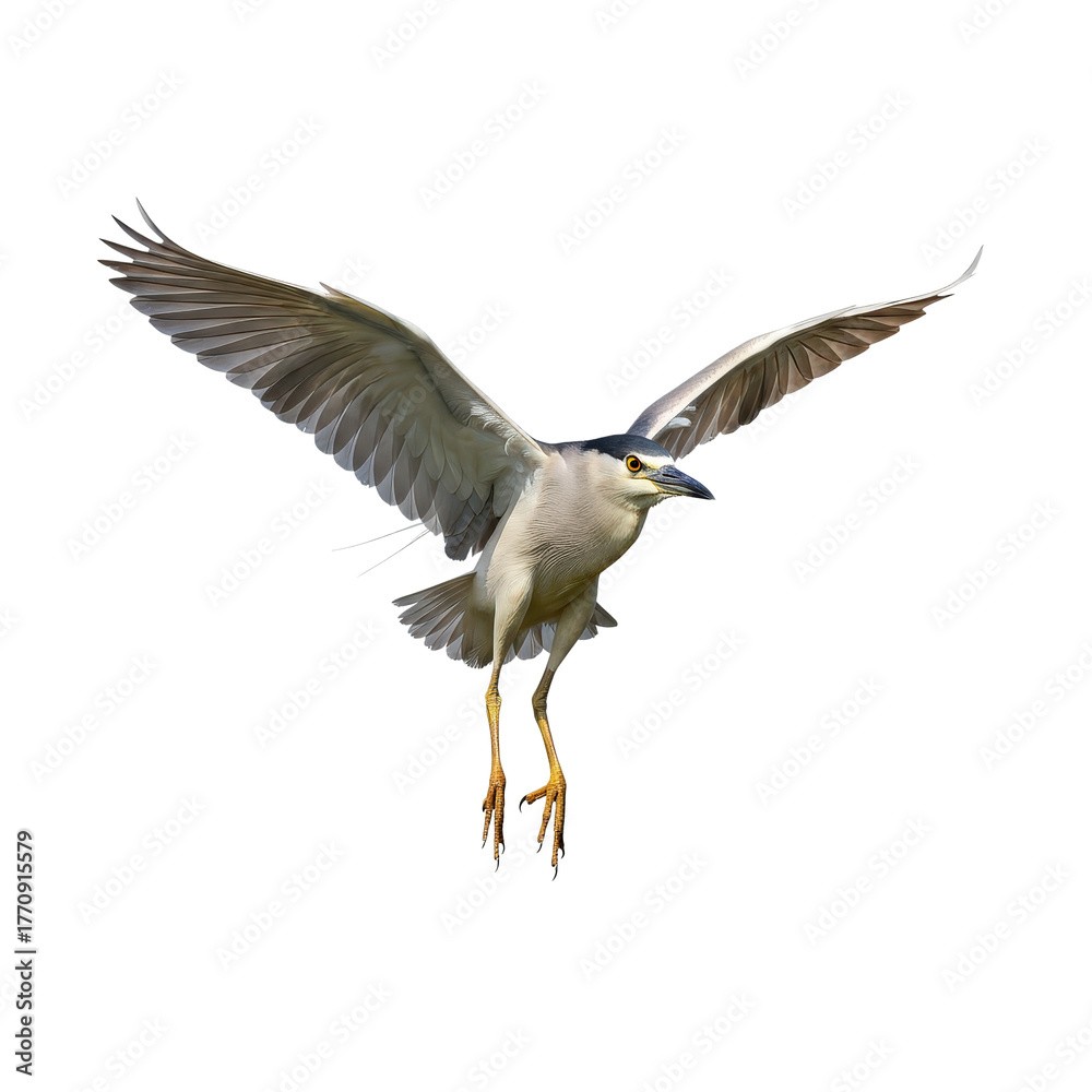 Obraz premium Black-crowned Night Heron in Flight
