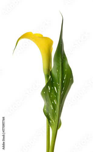Golden calla lily