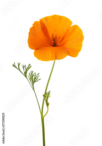 Californian Poppy  flowers