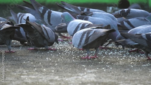 pigeons eating rice in street.