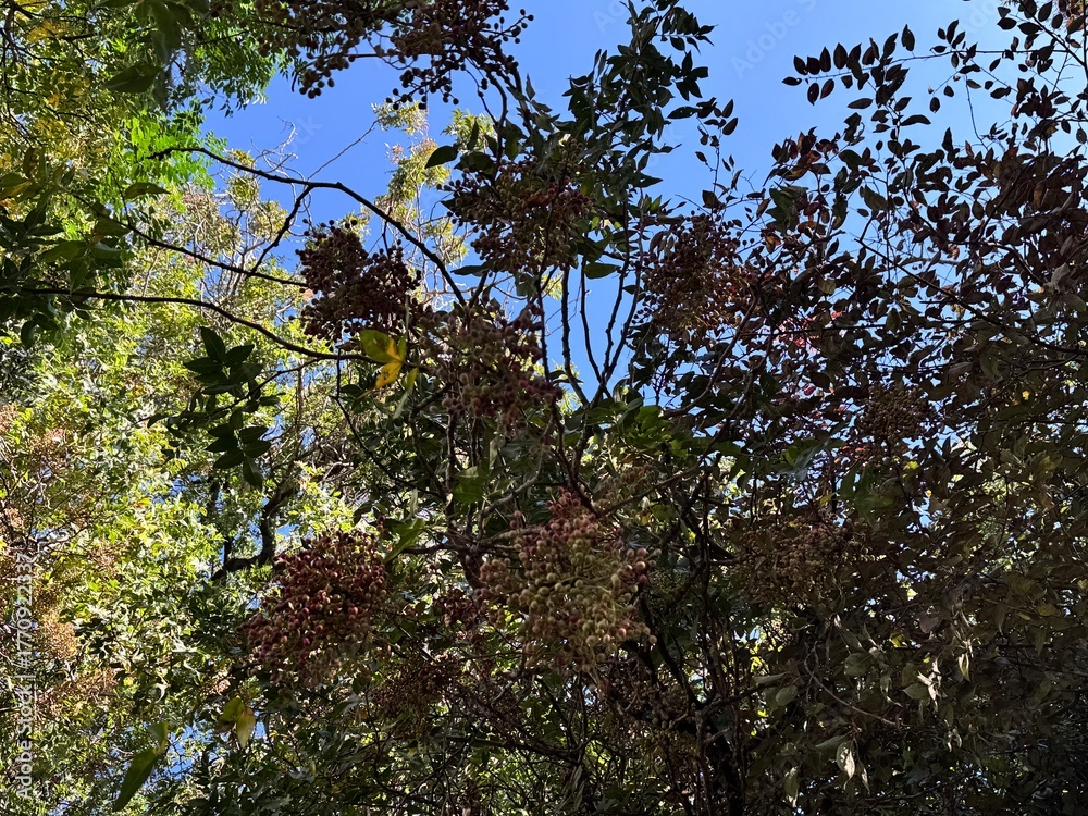 Fototapeta premium A Pistacia atlantica (Atlas mastic tree) in Yıldız Korusu, Istanbul. Its branches are heavy with reddish seed clusters, framed by green foliage and a bright blue autumn sky in the park.