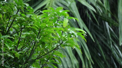 Low Pressure Rain in India. Refreshing Raindrops on Lush Greenery Trees.
