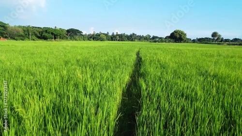 rice field in India close up.