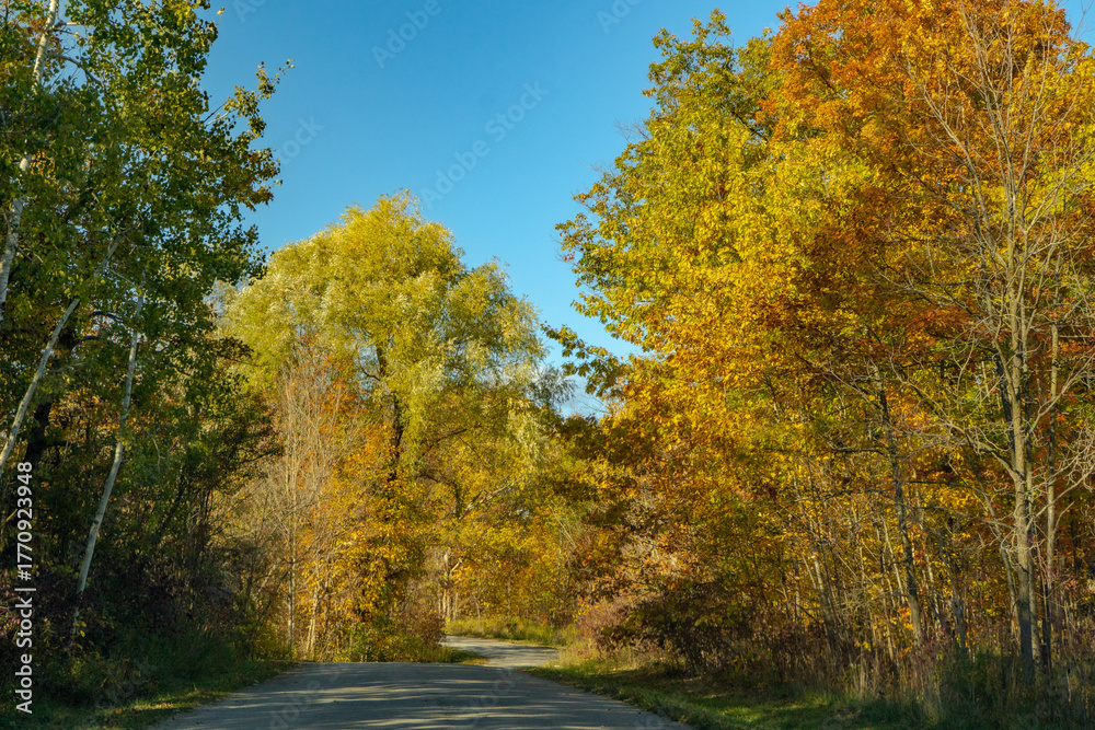Fototapeta premium Fall Autumn Country Road Lined With Colour Changing Yellow Orange and Red Trees