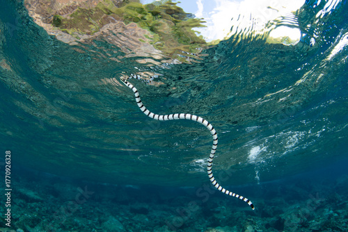 A Banded sea krait, Laticauda colubrina, swims over the rocky reef at Pulau Serua in the Banda Sea, Indonesia. This remote island harbors aggregations of these venomous yet docile sea snakes.