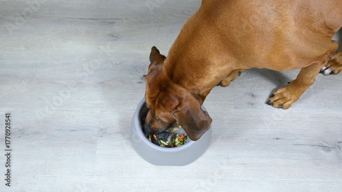 Big brown Rhodesian ridgeback dog eating natural raw meat and fresh vegetables food from its bowl