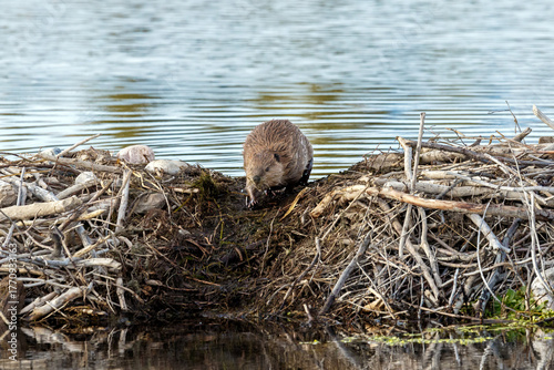 Photography Beaver on damn