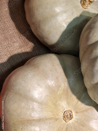 Autumn pumpkin harvest. Ripe pumpkins. Photos of pumpkins