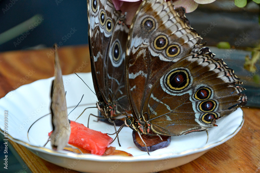 Obraz premium motyle siedzące na talezyku i pijące sok z arbuza, tropikalne motyle karmione sokiem owocowym, Morpho achilles, Tropical butterfly sucking juice from a watermelon, butterflies fed with fruit juice
