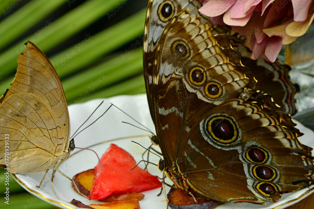 Fototapeta premium motyle siedzące na talezyku i pijące sok z arbuza, tropikalne motyle karmione sokiem owocowym, Morpho achilles, Tropical butterfly sucking juice from a watermelon, butterflies fed with fruit juice 