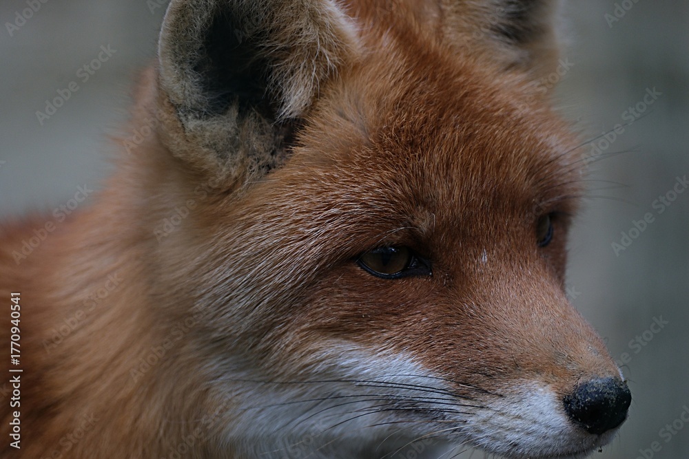 Obraz premium Close-up profile of a fluffy red fox head, autumn colors, photorealistic, sharp focus
