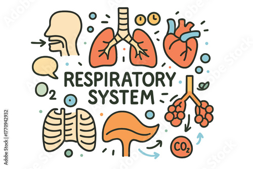Doodle Respiratory Diagram. Respiratory System. Hand-drawn doodle illustration of respiratory system. Lungs,