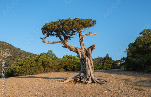 Twisted juniper on the Golitsyn Trail with a view of the sea and the cliffs of Novy Svet, Crimea