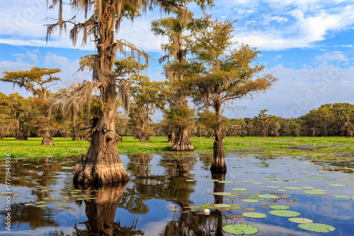 Caddo Lake Cypress in East Texas with a water reflection and water lilies and blue sky and clouds