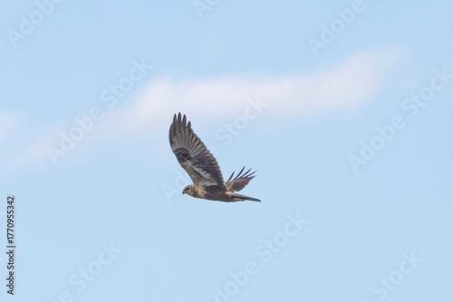 飛翔するチュウヒ