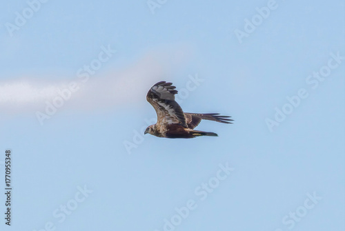 飛翔するチュウヒ